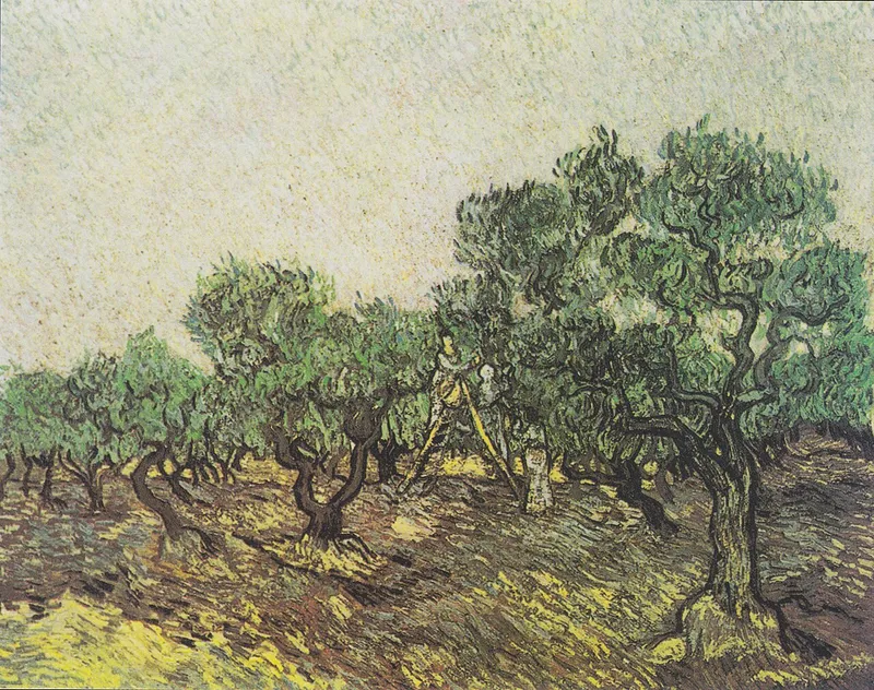 Olive Picking