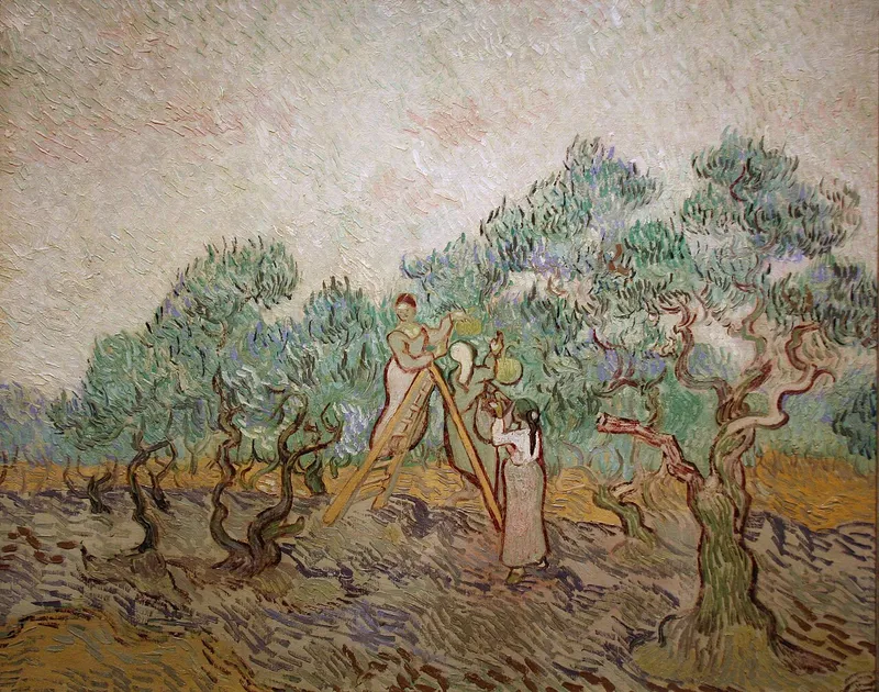 The Olive Orchard