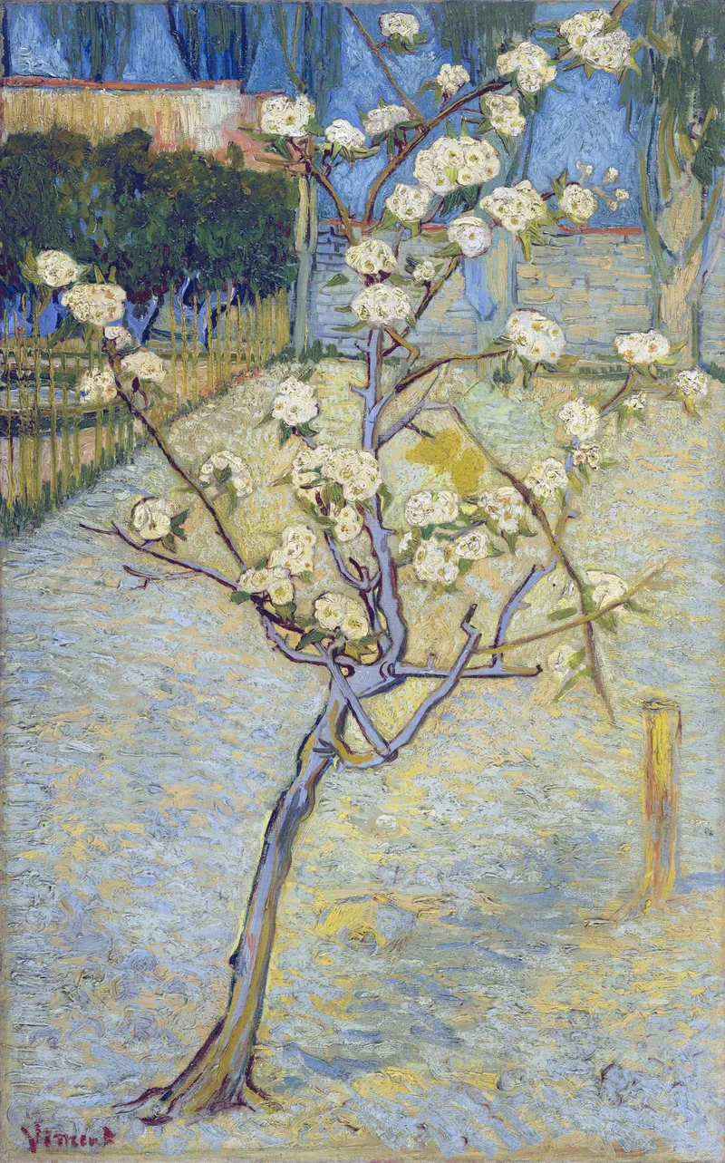 Small Pear Tree in Blossom