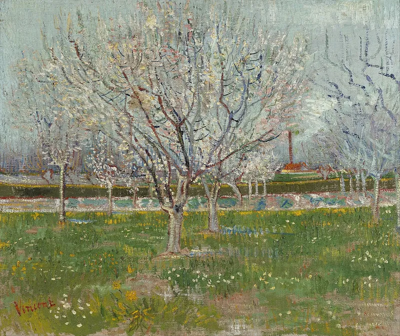 Orchard with Apricot Trees in Blossom